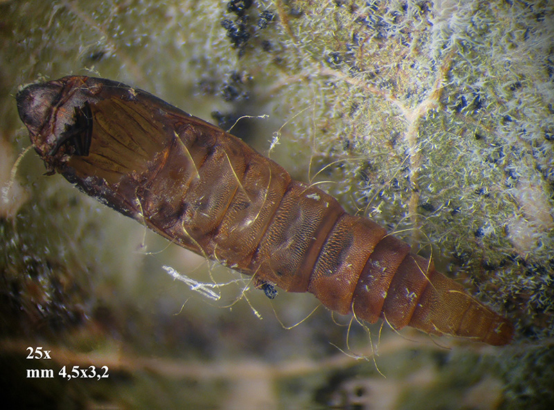 Lithocolletis (Phyllonorycter) platani con parassitoidi